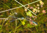 Coenagrion armatum