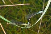 Coenagrion armatum