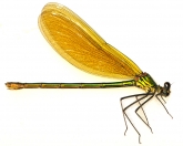 Calopteryx splendens