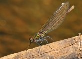 Calopteryx virgo, 
