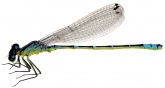 Coenagrion lunulatum, 