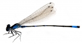Coenagrion pulchellum, 