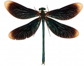 Calopteryx virgo, 