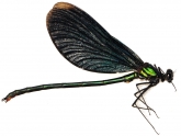 Calopteryx virgo, 
