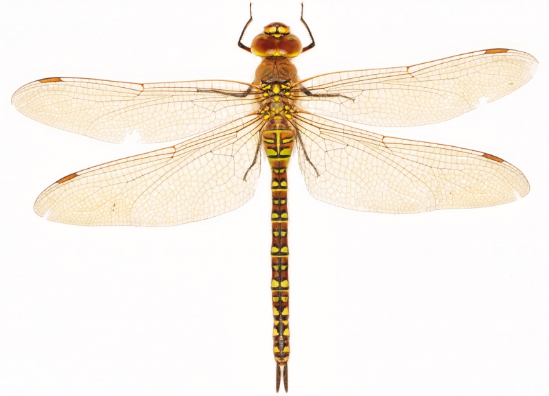 Aeshna mixta, 