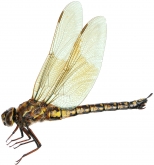 Aeshna caerulea, 