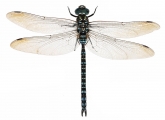 Aeshna crenata, 