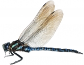 Aeshna crenata, 