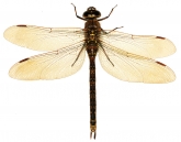 Aeshna caerulea