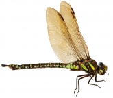Aeshna subarctica