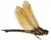 Aeshna caerulea