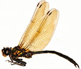 Somatochlora arctica