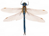 Aeshna affinis, 