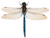 Aeshna caerulea, 