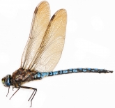 Aeshna caerulea, 