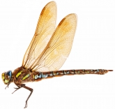 Aeshna juncea, 