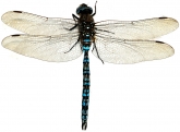 Aeshna caerulea, 