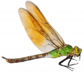 Anax imperator