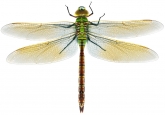 Anax imperator