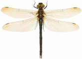 Somatochlora arctica