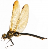 Somatochlora arctica