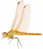 Sympetrum fonscolombei Sympetrum fonscolombei, самка