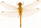 Sympetrum fonscolombei Sympetrum fonscolombei, самка