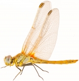 Sympetrum fonscolombei Sympetrum fonscolombei, самец