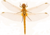 Sympetrum fonscolombei Sympetrum fonscolombei, самец
