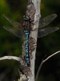 Aeshna caerulea